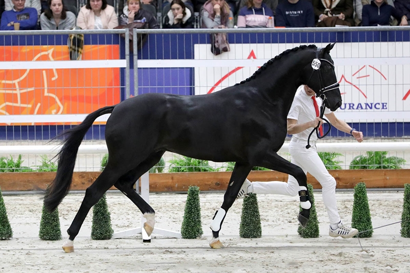 5 Essential Tips for Choosing the Perfect Dressage Horse