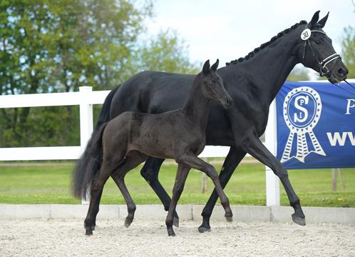 The Importance of Regular Vet Check-Ups for Dressage Horses