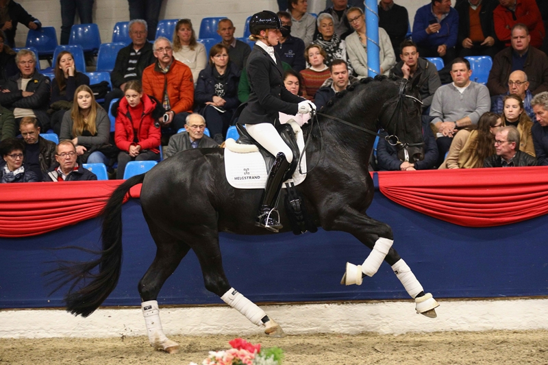 Understanding Dressage: A Beginner’s Guide